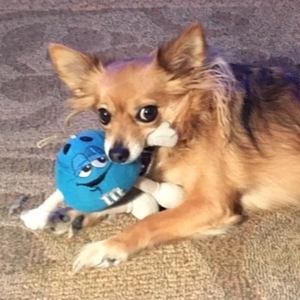 Fundraising Page: Walter Ellis